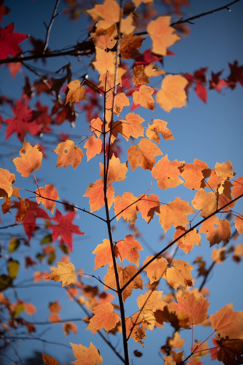 cuchovivas's tweet image. #Fall2023