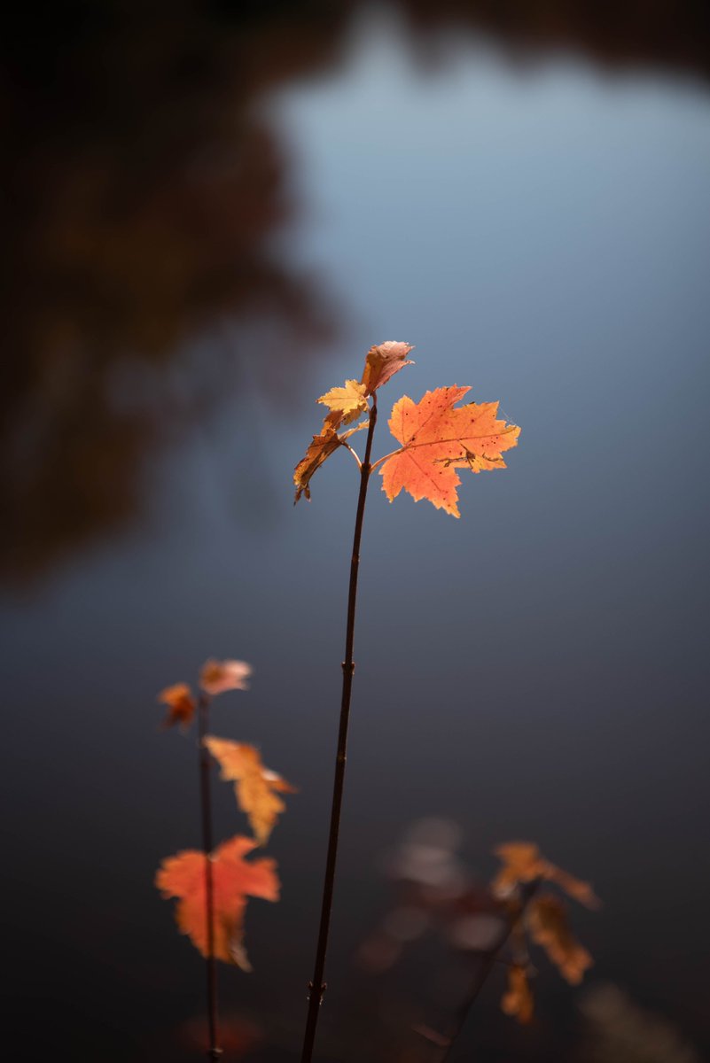 cuchovivas's tweet image. #Fall2023