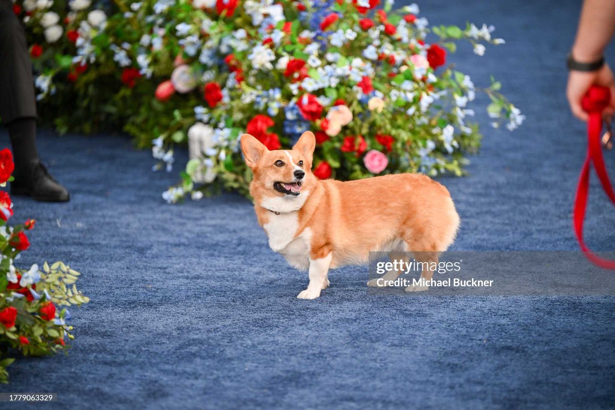 NeverDontGiveUp's tweet image. #TheCrown 👑 | Of course there is a corgi at "The Crown" Season 6 Part 1 premiere held at Westwood Regency Village Theatre 👑 🐕🐶