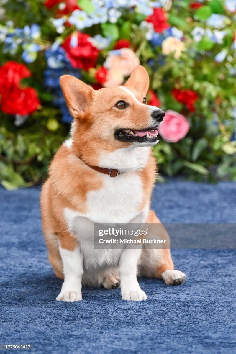 NeverDontGiveUp's tweet image. #TheCrown 👑 | Of course there is a corgi at "The Crown" Season 6 Part 1 premiere held at Westwood Regency Village Theatre 👑 🐕🐶