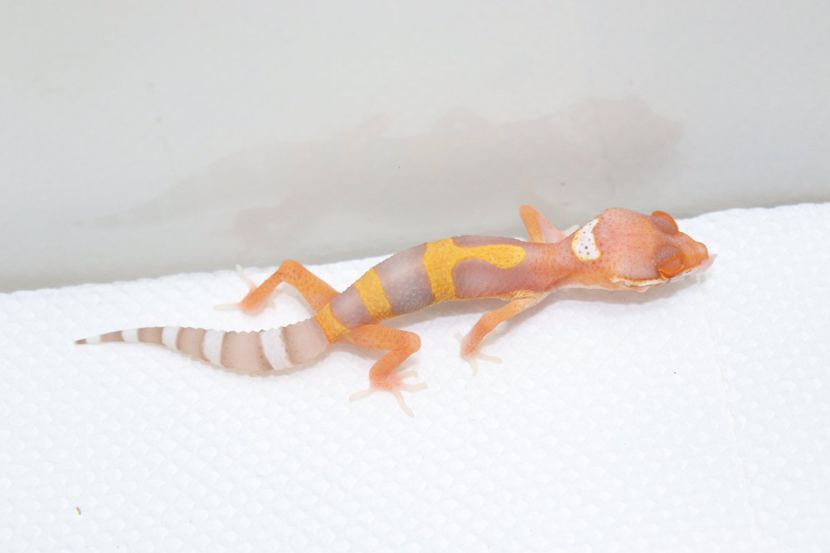 レオパードゲッコー赤ん坊
super tangerine bell baby

#トカゲ
#ヒョウモントカゲモドキ
#レオパードゲッコー