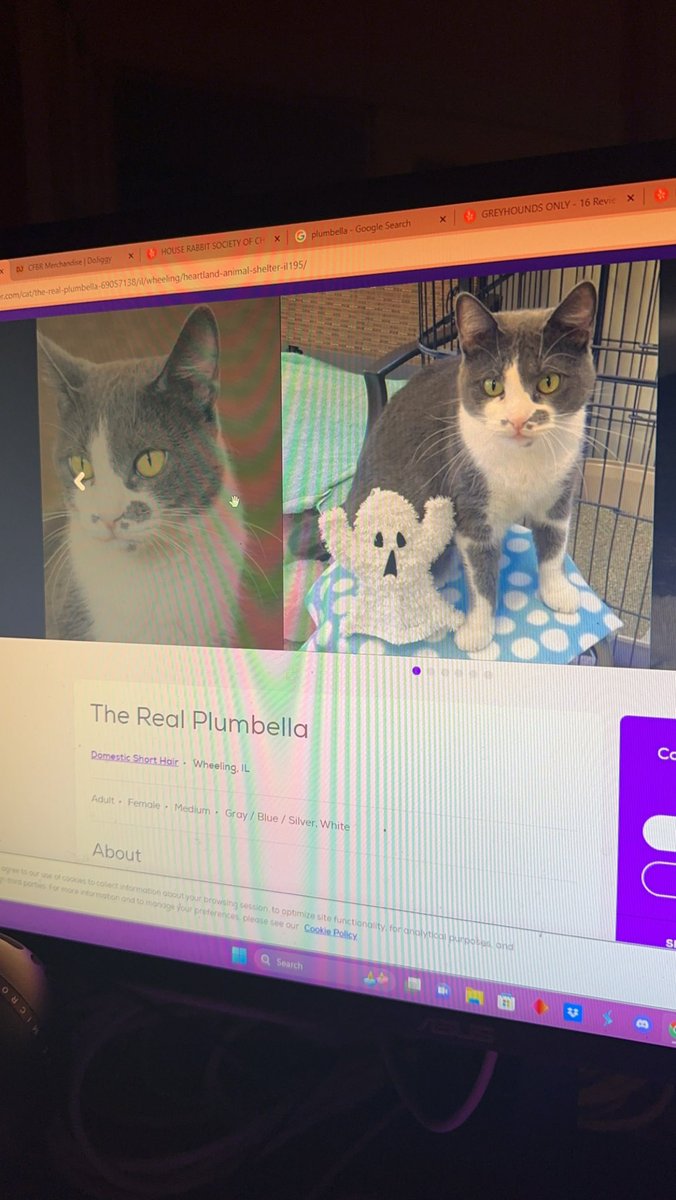 hock_undecided's tweet photo. Im looking at cats available for adoption and well… @plumbellayt is this the real one? Or are you? https://t.co/Sd6ZomqfKN