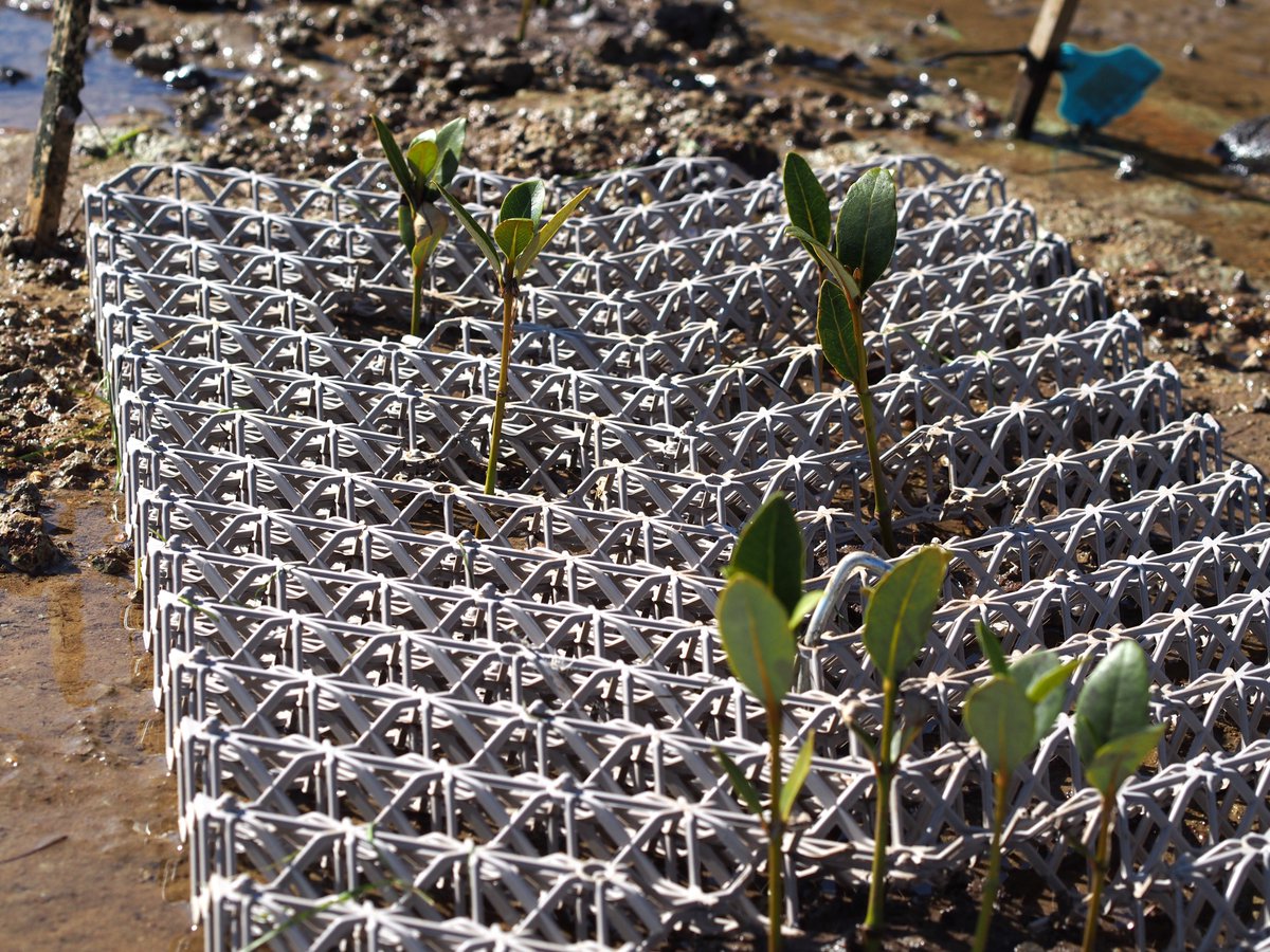 Can we protect coastal communities from erosion while facilitating biodiversity and other benefits of healthy ecosystems? Hear from scientists and passionate locals trialling novel ways to restore lost habitats like shellfish reefs and mangroves - abc.net.au/news/2023-11-1…