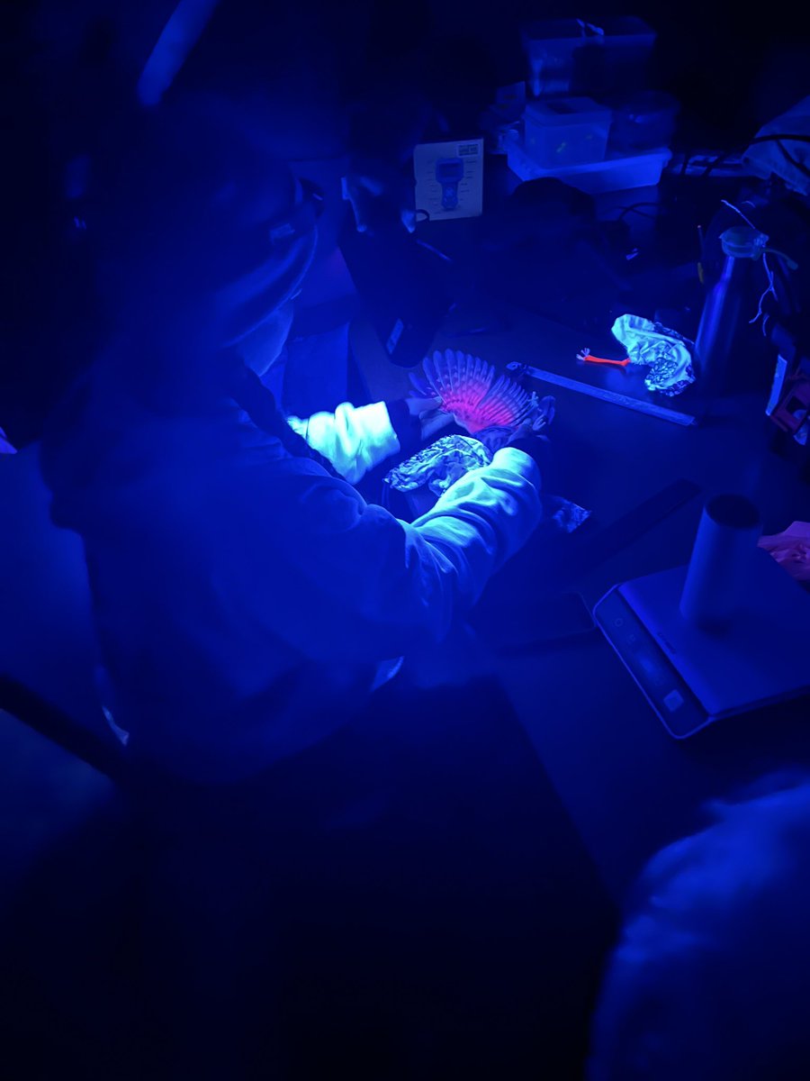 Quite a weekend. Spent some time at a saw whet owl banding station. The pink glow is the presence of the pigment porphyrin under a black light. It’s used to help age owls, with brighter colors indicating a younger individual.