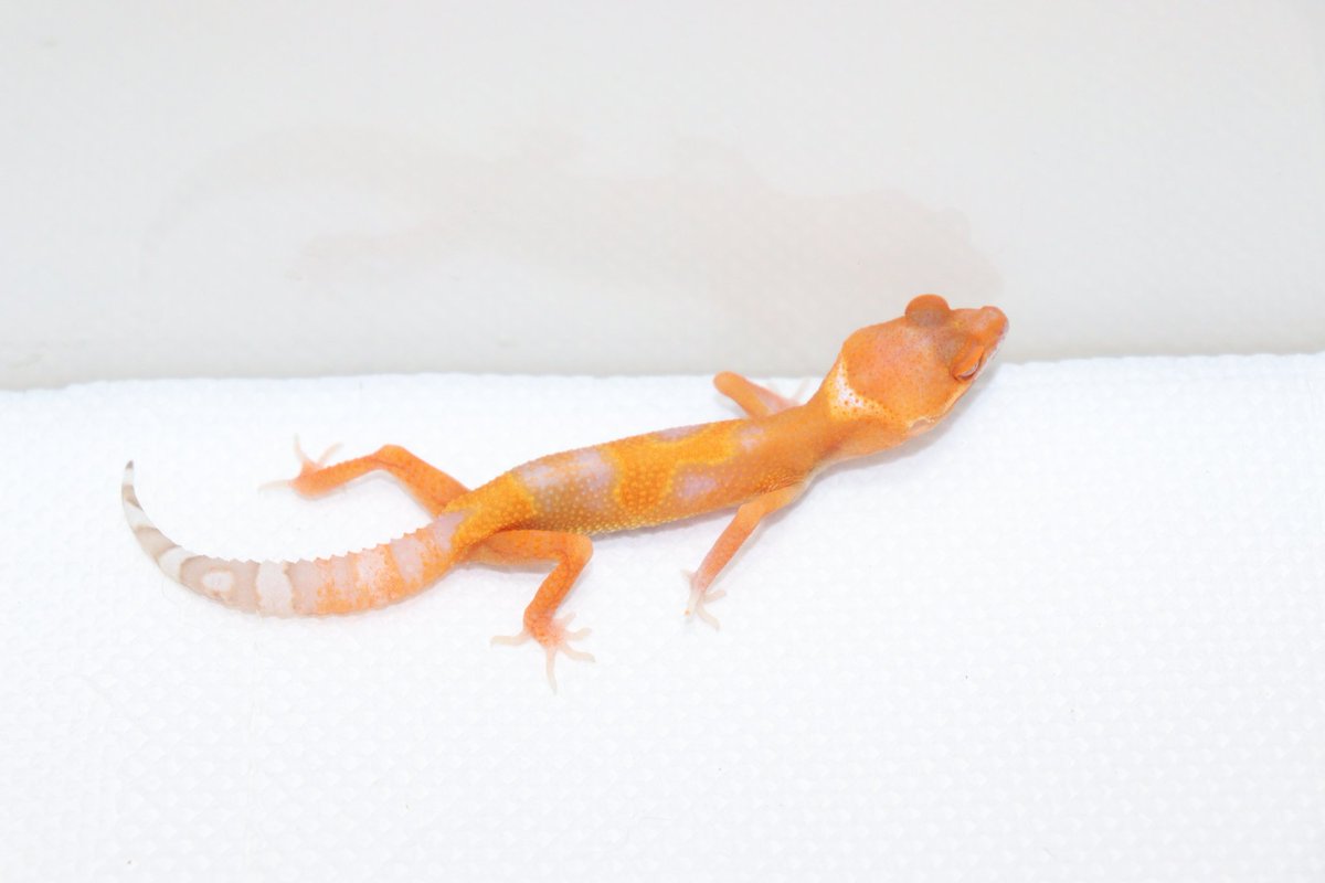 レオパードゲッコー赤ん坊
super tangerine bell baby

#レオパードゲッコー
#ヒョウモントカゲモドキ
#トカゲ