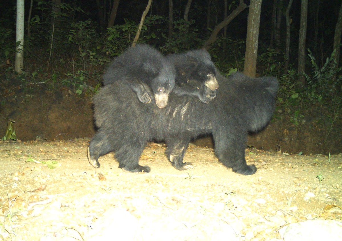 God places the heaviest burden on those who can carry its weight… Sloth bear with its cub.Keonjhar, Odisha.