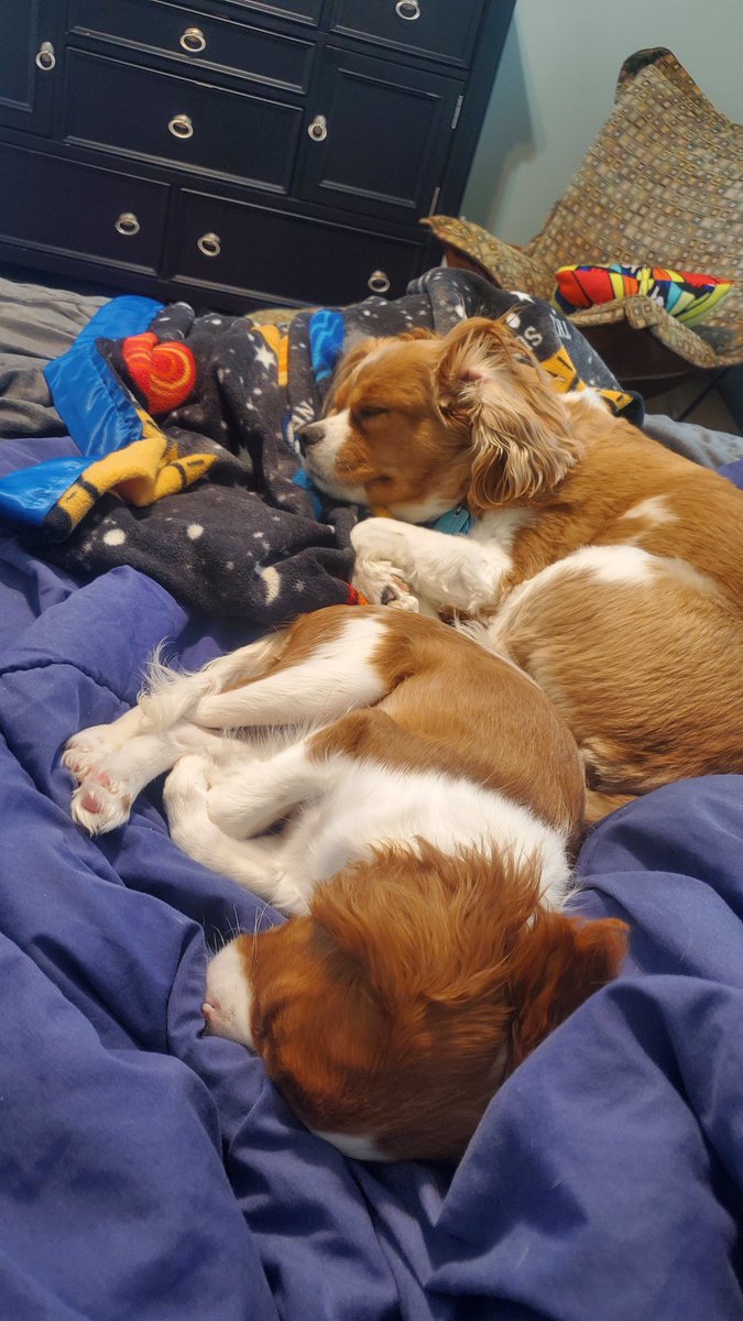 Highly_kxzde's tweet photo. @jayspears00 Here's my sleepy pups. https://t.co/NoVswcH15p