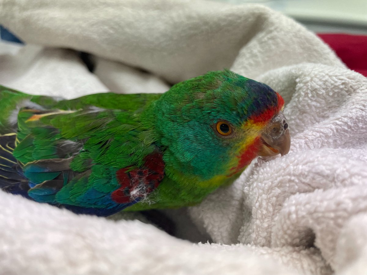 Bonorong Wildlife Sanctuary tweet media