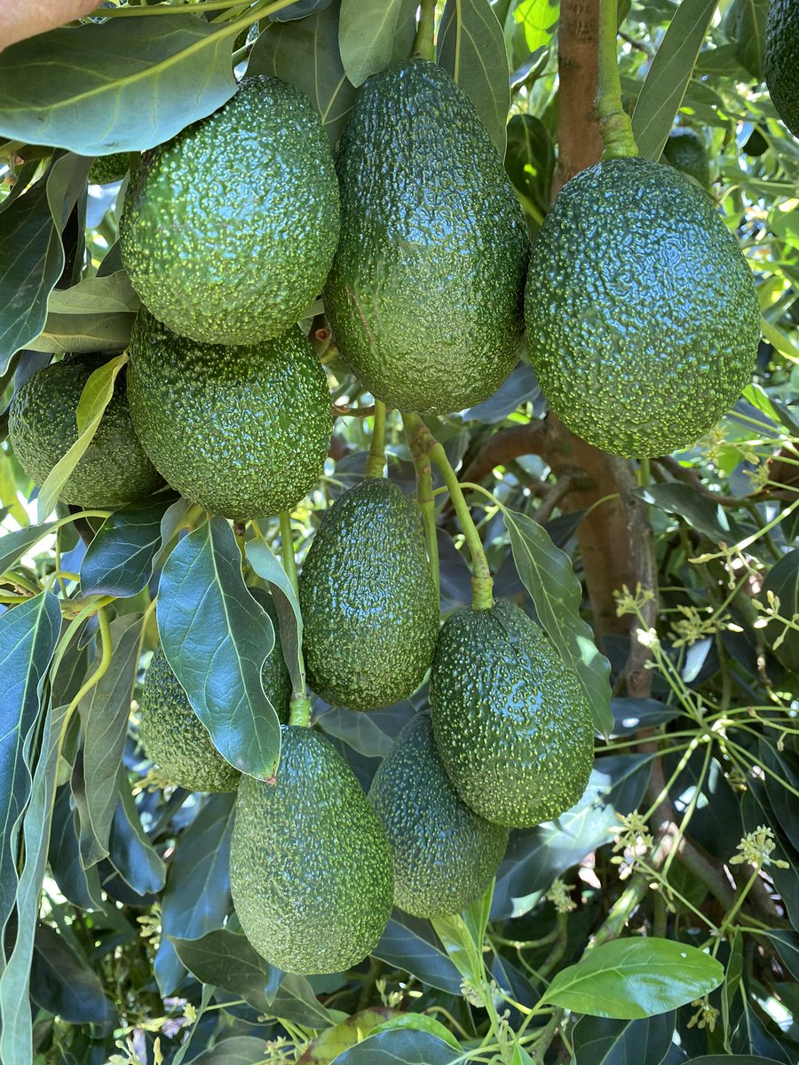 Anyone from Boddington to Pingelly through to Toodyay, The Hills, Northern Suburbs, into Perth Metro, South to the Peel region keen for avocados? Will be delivering next weekend. Hit me up!!