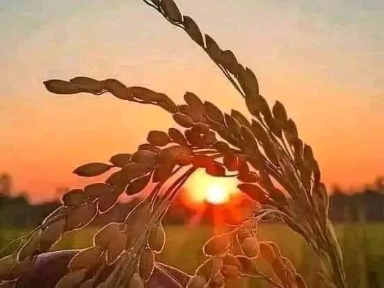 #ইনশাআল্লাহ 
একটি নতুন সূর্যদোয়ের অপেক্ষায় বাংলাদেশ
#BNP 
<a href="/BNPBdMediaCell/">BNP Media Cell</a> 🫶💪