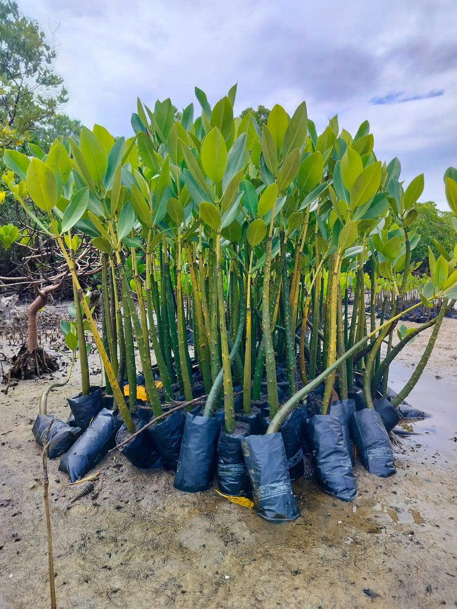 Well, now that we have a whole day dedicated to planting, shall we?😃#growithus
@kidundumtongani
@KCCGP_ @BandaRoberts @Miji9princess @Muiruriliz1 @inamohaa @kyom003 @mohamed_kombe @FRANKTHOYA