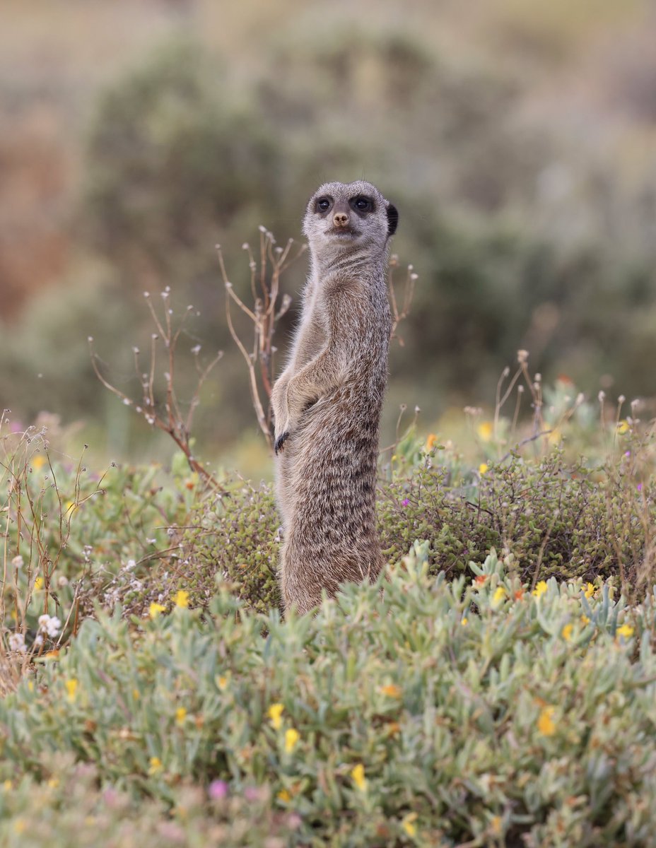 Up on the Klein Karoo pre dawn to await the emergence of a mob of Meerkats. Charismatic little animals, this was the dominant female acting as main lookout.
#KleinKaroo
#WesternCape
#SouthAfrica
#Oudtshoorn
#Meerkats