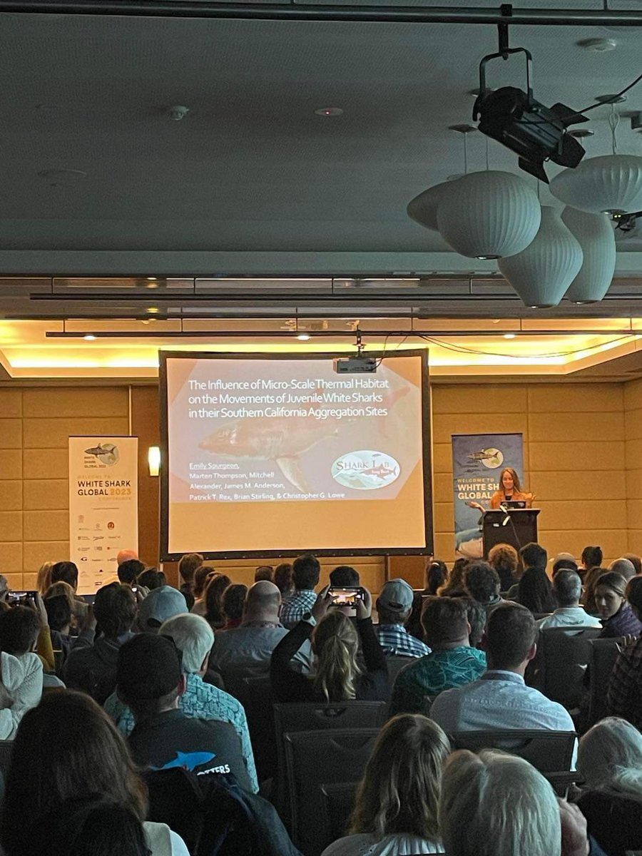 White Sharks Global (@whitesharksglob) on Twitter photo Emily Spurgeon <a href="/Emily_Spurgeon/">Emily Spurgeon</a> presents ‘The influence of micro-scale thermal habitat on the movements of juvenile white sharks in their Southern California aggregation sites’ #WhiteSharksGlobal2023 Emily Spurgeon <a href="/Emily_Spurgeon/">Emily Spurgeon</a> presents ‘The influence of micro-scale thermal habitat on the movements of juvenile white sharks in their Southern California aggregation sites’ #WhiteSharksGlobal2023