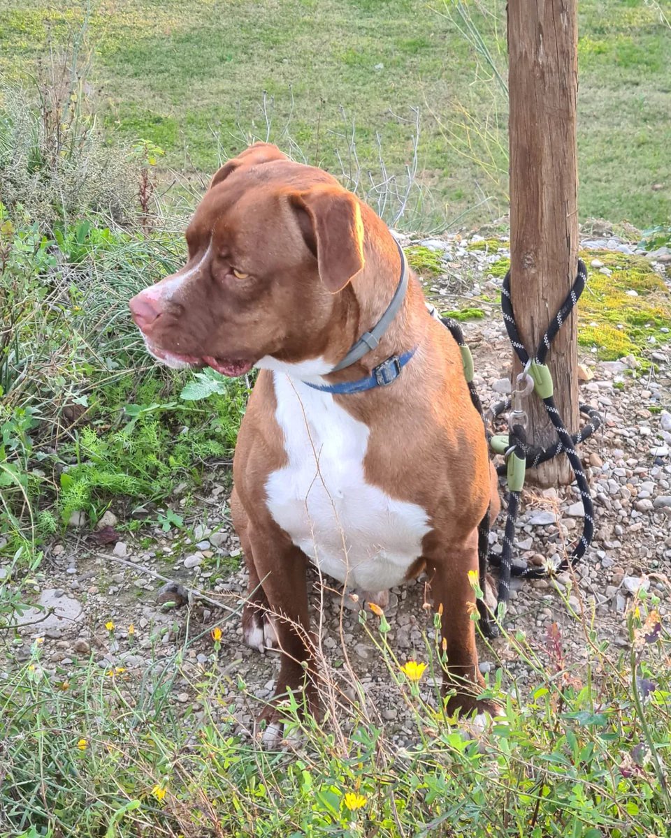 PATICASTAUSTE1's tweet photo. ⭐ PIRRI EN ADOPCIÓN ⭐

Pirri es un terremoto, solo quiere jugar y pasarlo bien. Es muy sociable, se lleva bien con todo el mundo y pasea muy bien.

✔️ Macho
✔️ Mestizo
✔️ 2 años
✔️ Tamaño mediano
✔️ 23 kg
✔️ Vacunado, desparasitado, negativo, castrado. https://t.co/DsOe4mYbXH
