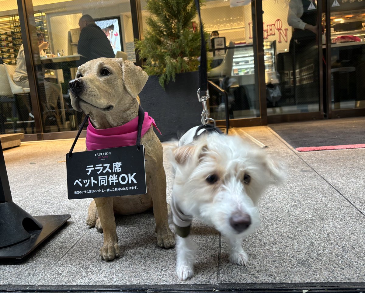 JackRussell_wwf's tweet photo. ちょうど犬ドリル発動の瞬間
モフっとして少し不細工でかわかわ🥰笑 https://t.co/rkWd16NA97