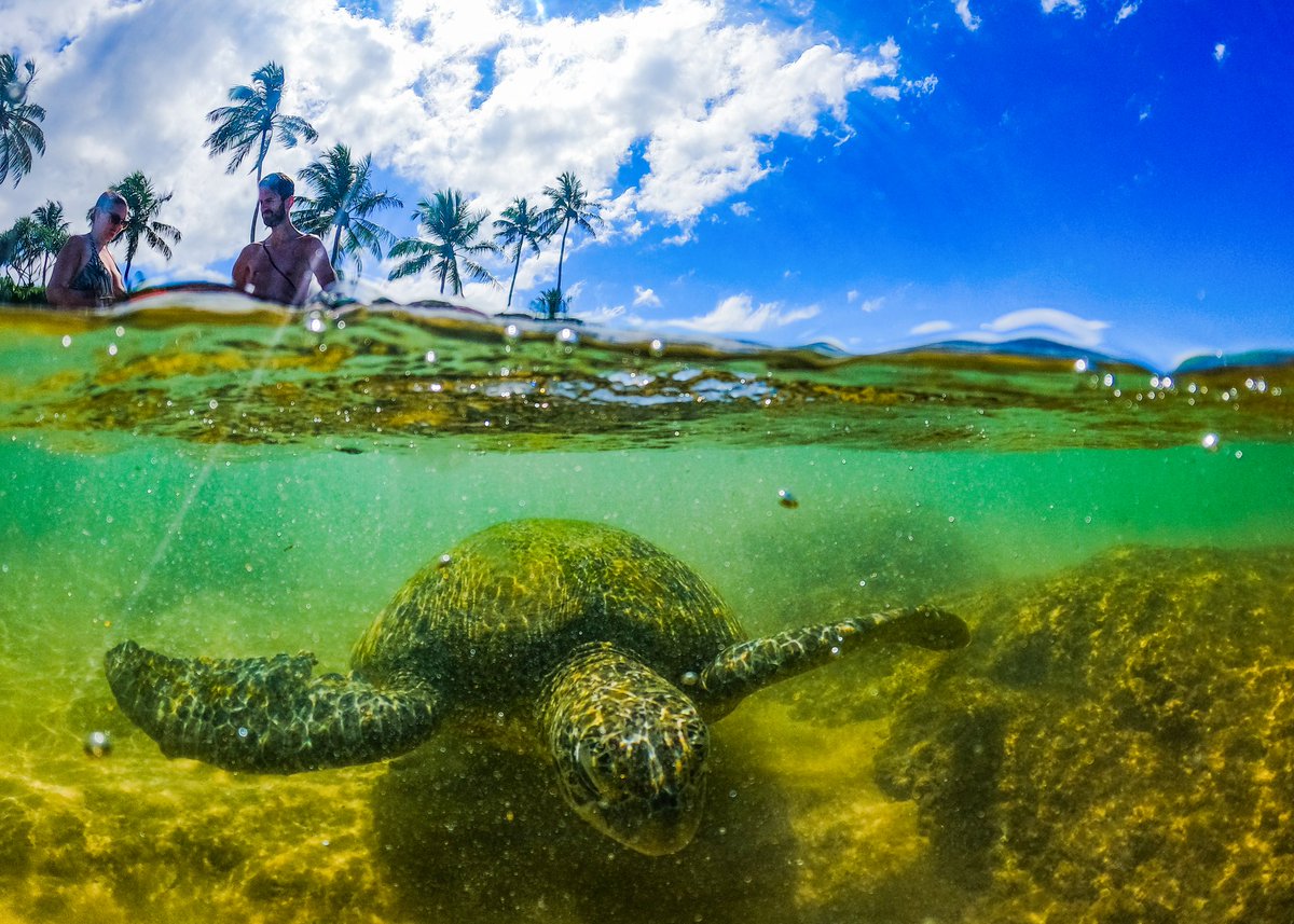 A green sea turtle (Chelonia mydas) was seen on the beach in Galle, Sri Lanka 🇱🇰 

#CameraLK #Photojournaliam #ThilinaKaluthotage