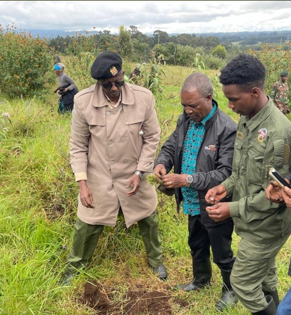 At Sophia Beat, Geta Forest in Wanjohi Ward, Nyandarua County, @KeTreasury boss Njuguna Ndung’u led the #TreePlantingDay event #TreePlanting #Jaza #15BillionTreesChallengeKE #15billiontrees