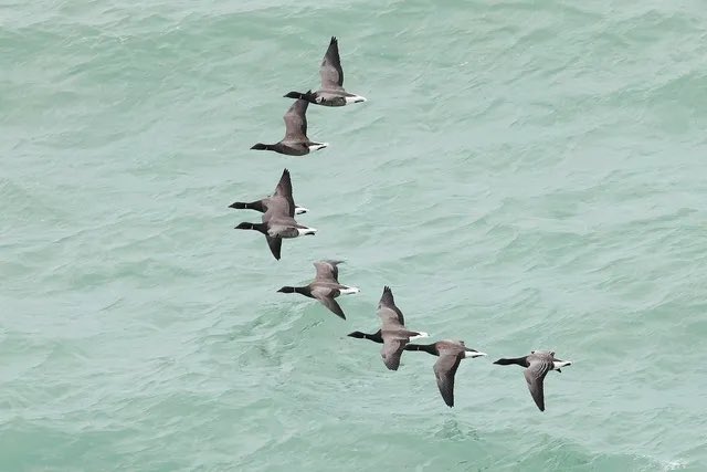 A few good days of sea watching off Grosnez since the storm! Sabines Gull was best if the bunch with good numbers of Common Scoter, Pomarine Skua and Brent Geese yesterday (photos). @BirdGuides @Soc_Jersiaise @NatTrustJersey @jsynationalpark @BirdTrack #BirdsSeenIn2023