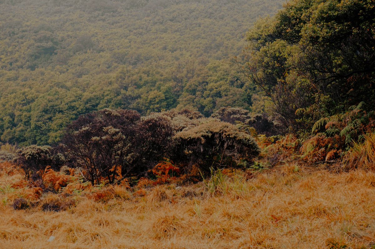 Though I should’ve hiked up another mountain, but I think the decision to change our hiking plan to Papandayan was the right decision because I feel there is something pleasant and tranquil about this mountain 🥹🥹