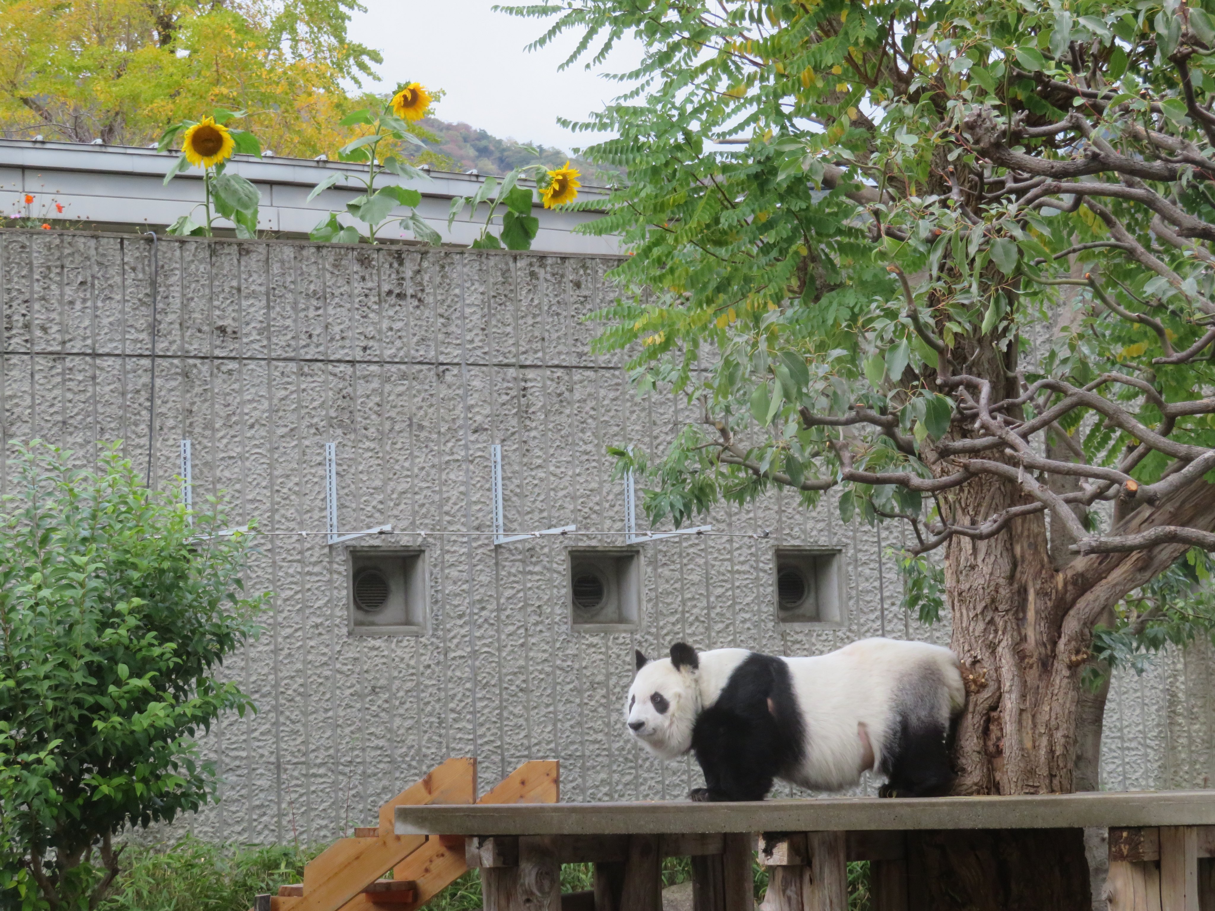 神戸市立王子動物園（公式） on X: 
