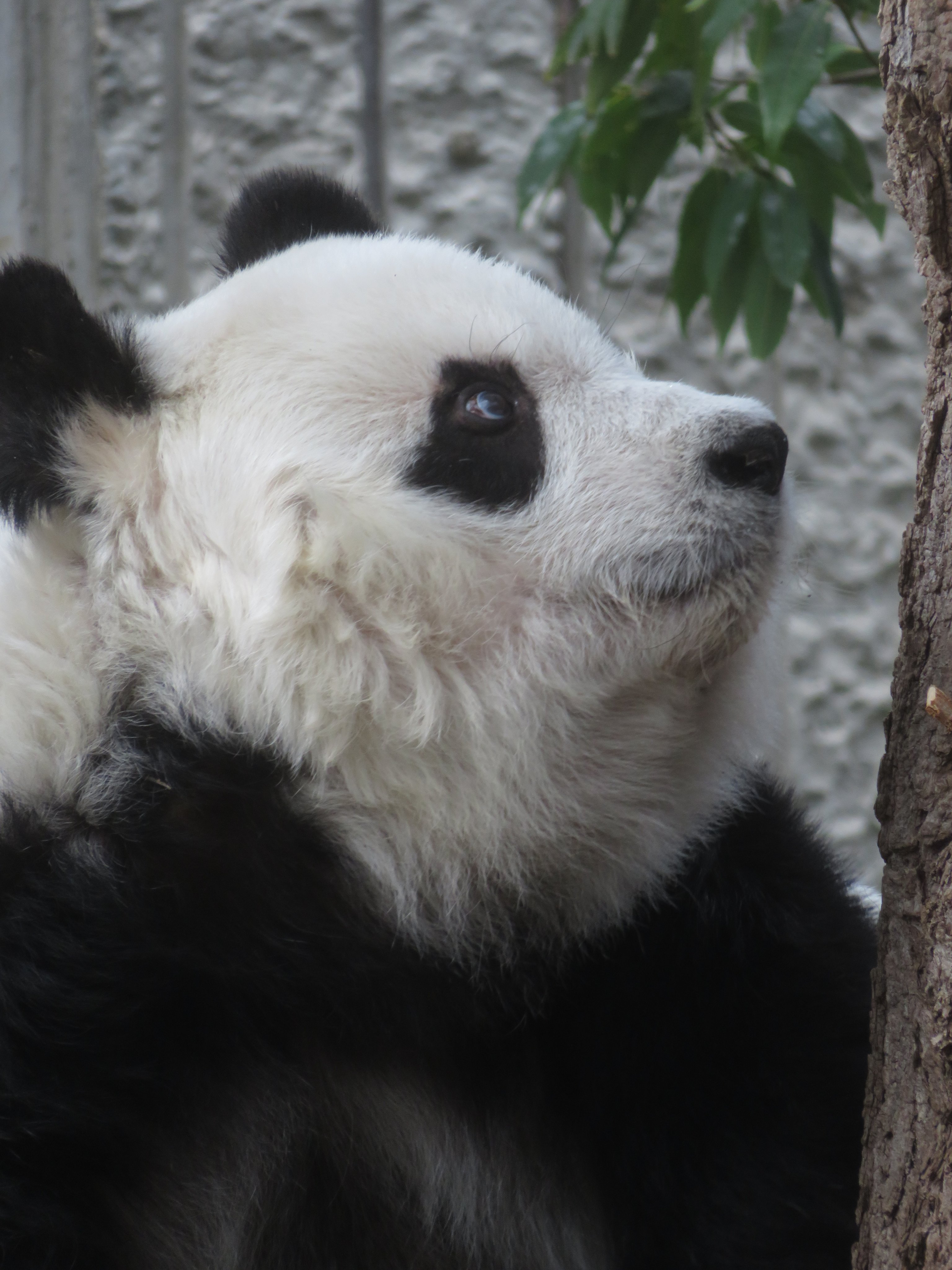 神戸市立王子動物園(公式) on X: 神戸市立王子動物園(公式) on X: