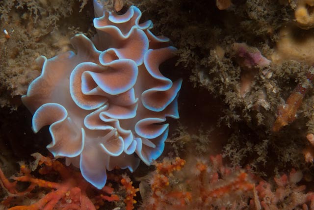 #molluscMonday from #falsebay ... #ocean #branking #nudibranch #biodiversity #ocean