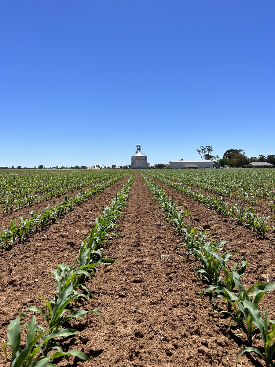 Corn off to a good start 🌽💨