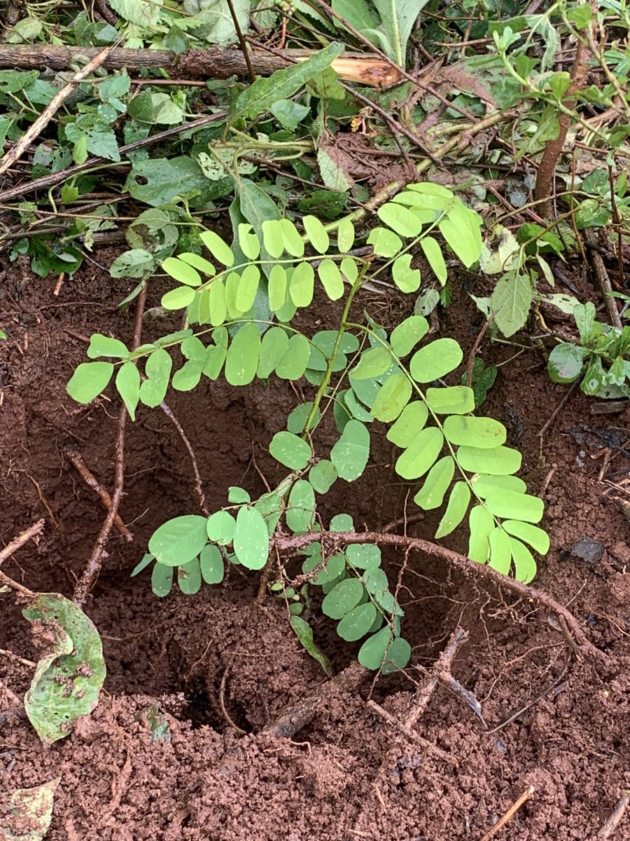 emmaochieng5's tweet image. Where are you planting a tree from today? 😃🌳 #treegrowing 

@Modester_Lynn 
@MitiAlliance 
@lamech 
@TBEi5 
@Environment_Ke