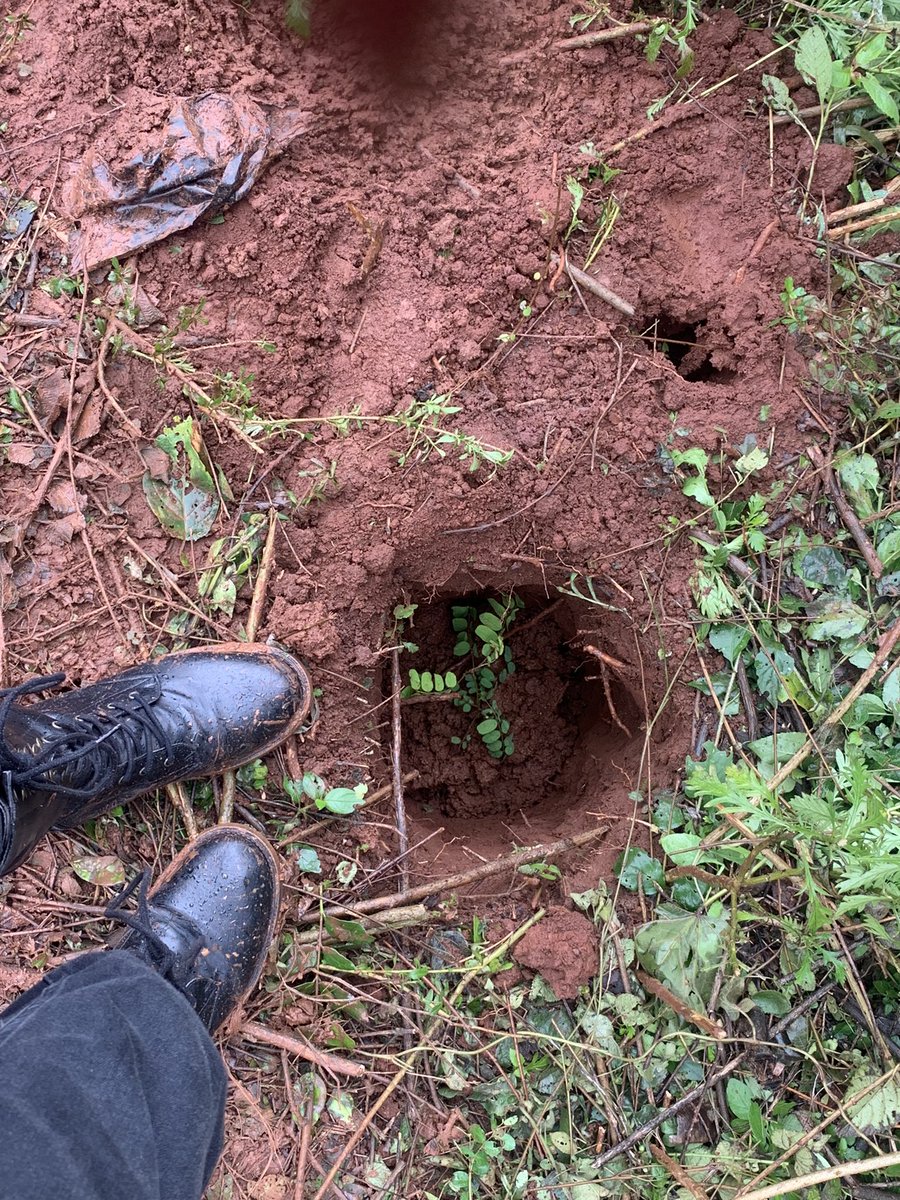 emmaochieng5's tweet image. Where are you planting a tree from today? 😃🌳 #treegrowing 

@Modester_Lynn 
@MitiAlliance 
@lamech 
@TBEi5 
@Environment_Ke