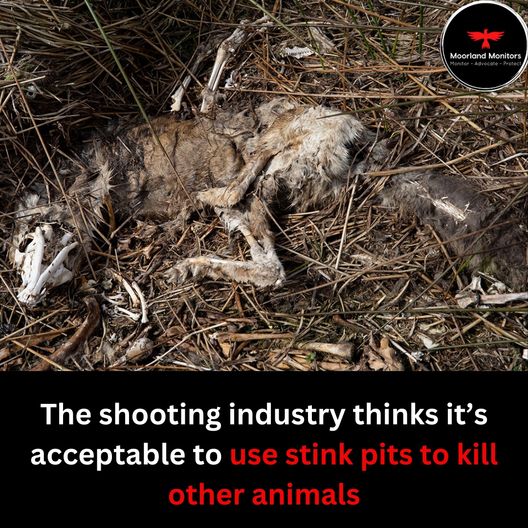 Monday morning activism - take action! ➡️ Please share this post to help spread awareness of the harm the shooting industry does to animals and the environment. ➡️ We also have a petition – please sign it and share it ➡️ animalaid.org.uk/BirdPetitionX/ Thank you!