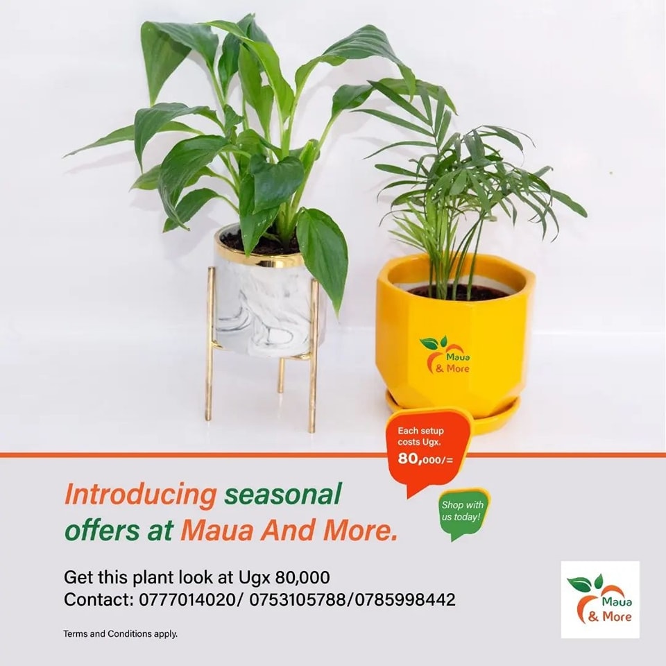 Gift your loved ones the perfect house plants with @MauaAndMore seasonal offers🌼🌿

#GardenCityMall #MauaAndMore #SeasonalStunners #Plantparents #offers