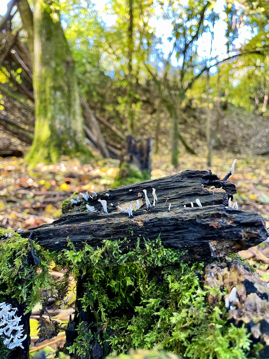 Good morning. A rainy start today in Bracknell. Spotted this Candle snuff fungi on a lovely walk at Dinton Pastures at the weekend for this weeks #MushroomMonday