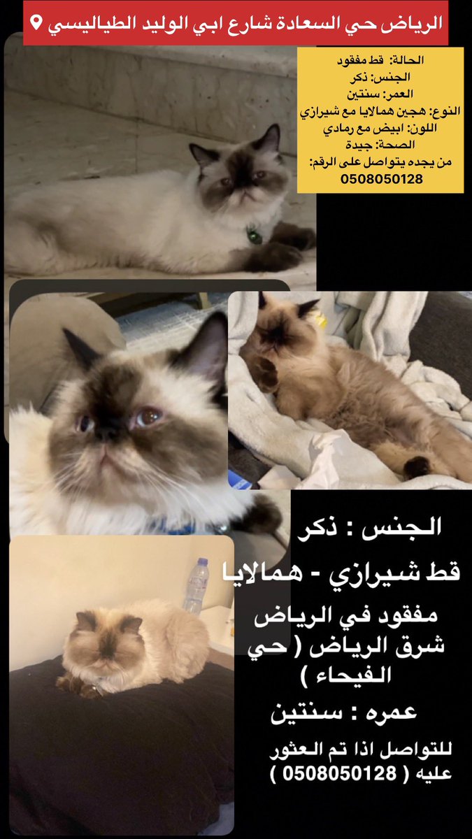 قطط مفقودة وقطط معثور عليها tweet media