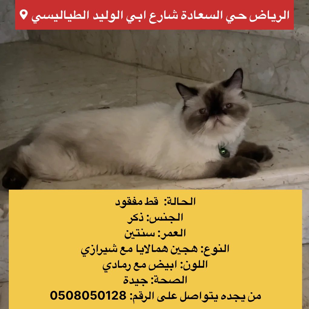 قطط مفقودة وقطط معثور عليها tweet media