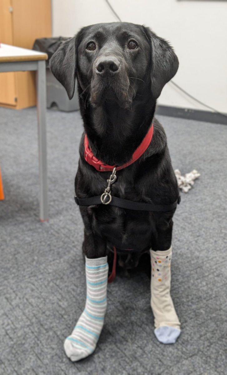 🧦🐕‍🦺🐾 Odd socks day @Inspire_Ashton 🐾🐕‍🦺🧦 Let's celebrate our differences and make some noise for #AntiBullyingWeek #OddSocksDay