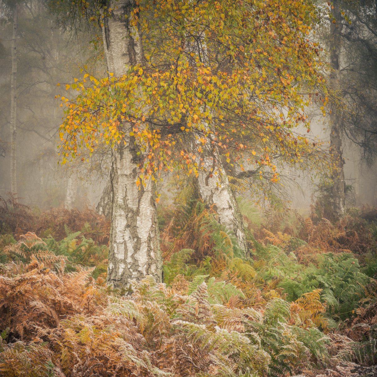 A touch of frost, fog and autumn colours this weekend in the Fen. This scene encompassed all three elements
#sharemondays2023 #fsprintmonday