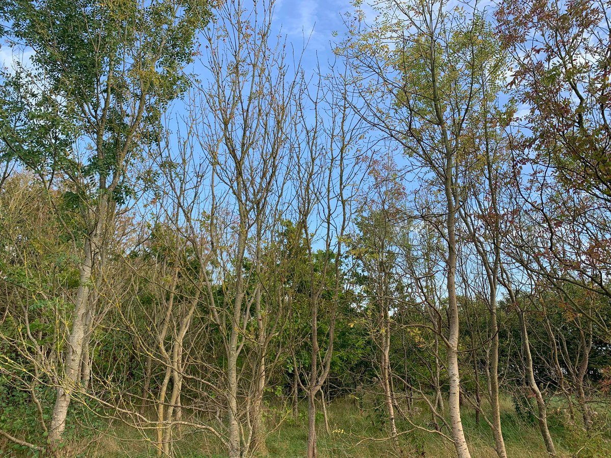 Farm Woodland Creation walk and talk with FWAG Dorset

Tue 28th Nov 2023 10am - 12.30pm
Winterbourne Herringston, DT2 9PU

Hot drinks and lunch inc
Please book your place using the link below or call the FWAG office on 01823 660684
fwagsw.org.uk/Event/farm-woo…