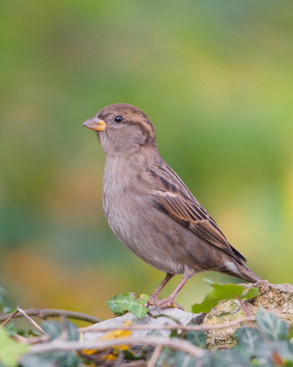 Female House Sparrow, i hope you like it!