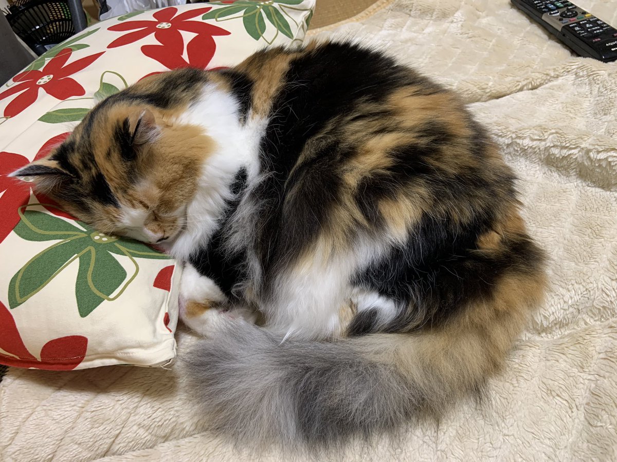 チロルさんの 可愛い写真が撮れたのでww

#ねこ  #猫のいる暮らし