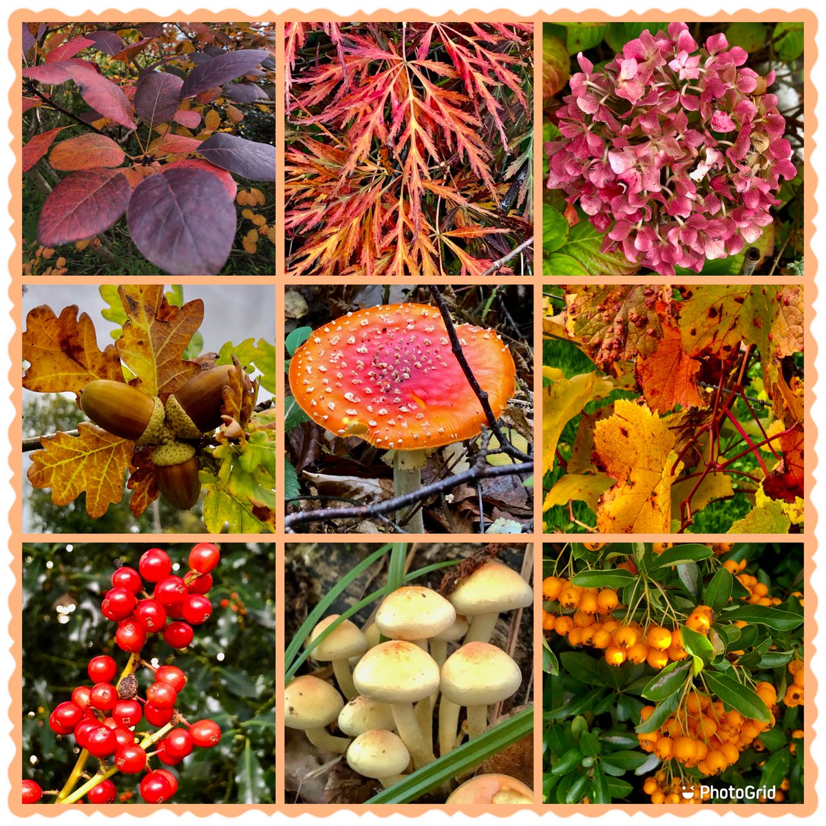 Colours of Autumn 🍂#AutumnBeauty #AutumnVibes #gardening #NatureBeauty #Colour #Leaves #fungi #mushroomtwitter
