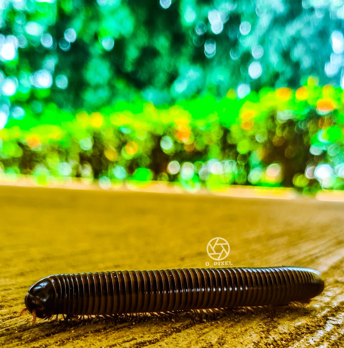 Alóyinlépòn of Ilaro tweet media