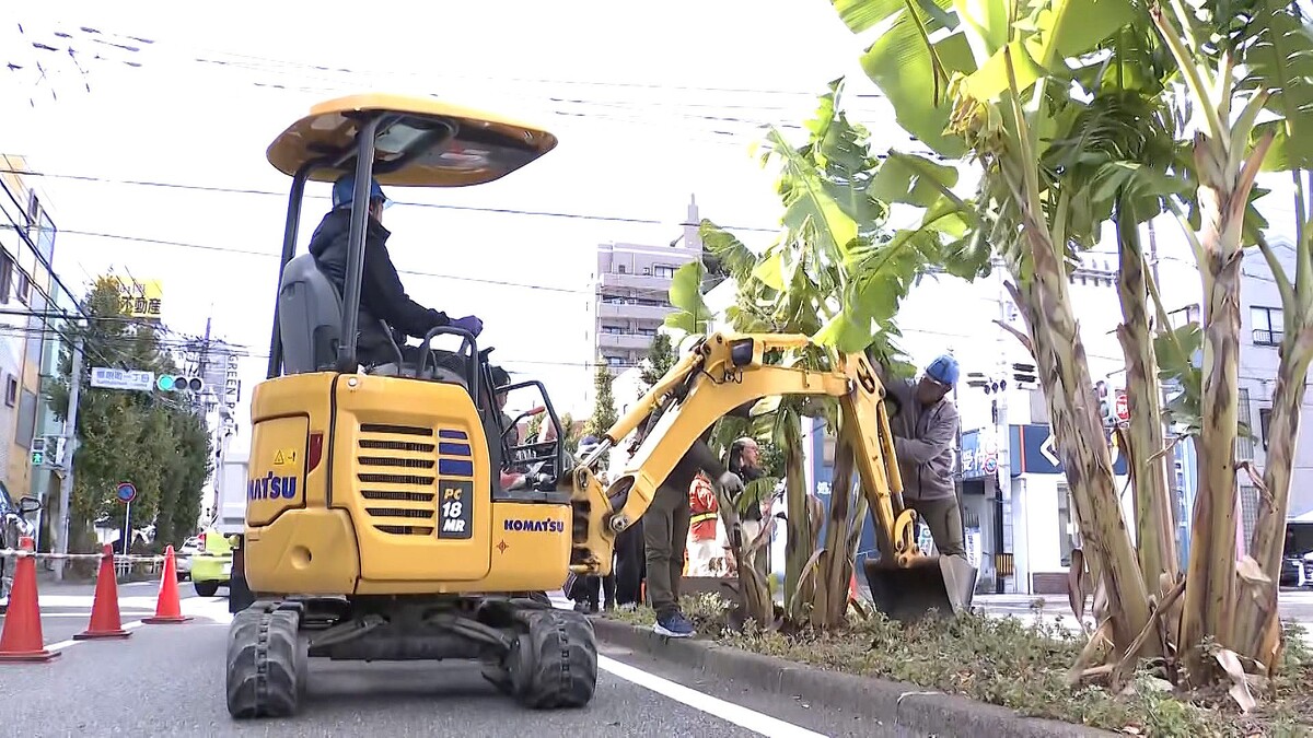 livedoornews's tweet photo. 【伐採の日】中央分離帯の“無許可バナナ”、ついに撤去 福岡
https://t.co/yKthxDB2aH

無断で育てていた50代男性は「切腹するような、涙がちょちょ切れますよ」とバナナを切り落とした。一口食べると、すぐに口から出し「水分取られますね、乾ききったスポンジ食べてるみたい」と述べた。 https://t.co/dPfRK7r0vS