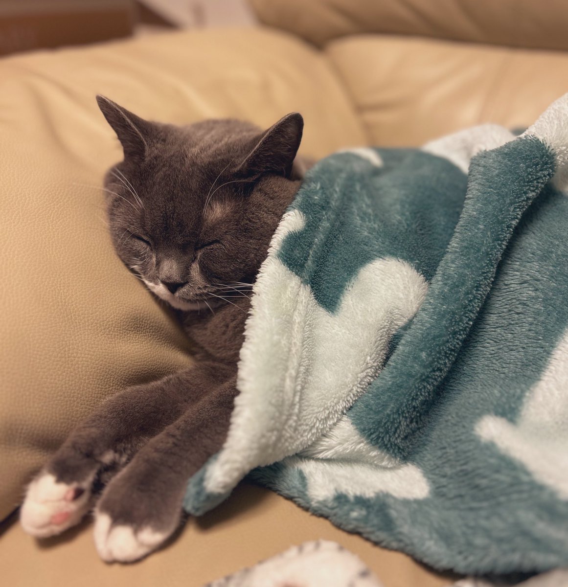 ソファのこの位置がお気に入りで、飼い主が座っていると、ワイの席だが？と言わんばかりに圧をかけてきます。
#猫のいる幸せ 
#ブリティッシュショートヘア 
#猫がいる生活 #猫好きさんと繫がりたい #猫がいる暮らし #猫 #cat #ねこ