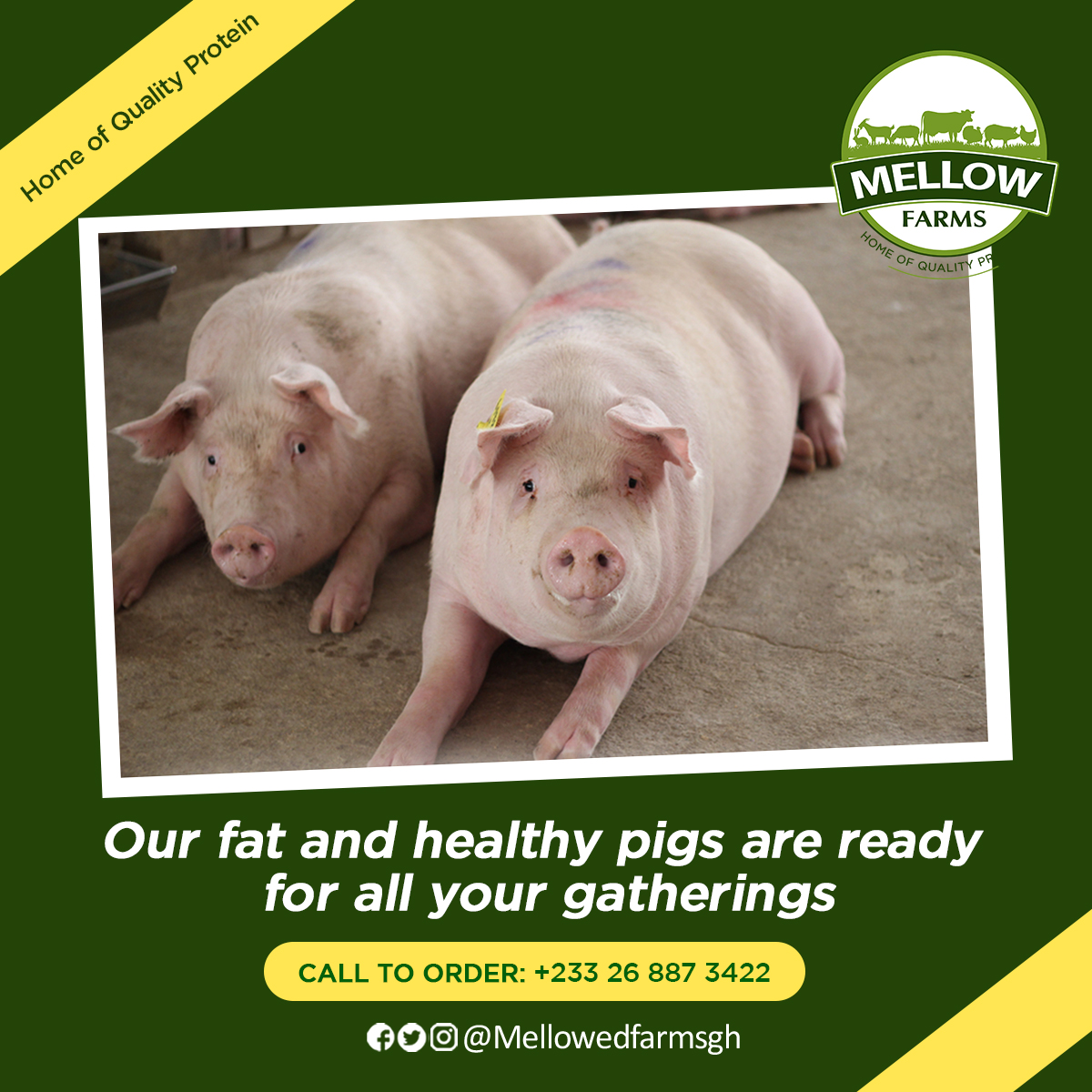 The best gifts come in edible packages. Surprise your loved ones with a big fat pig from our farm today.

#Pig
#Pork
#QualityProtein
#MellowFarmsGH