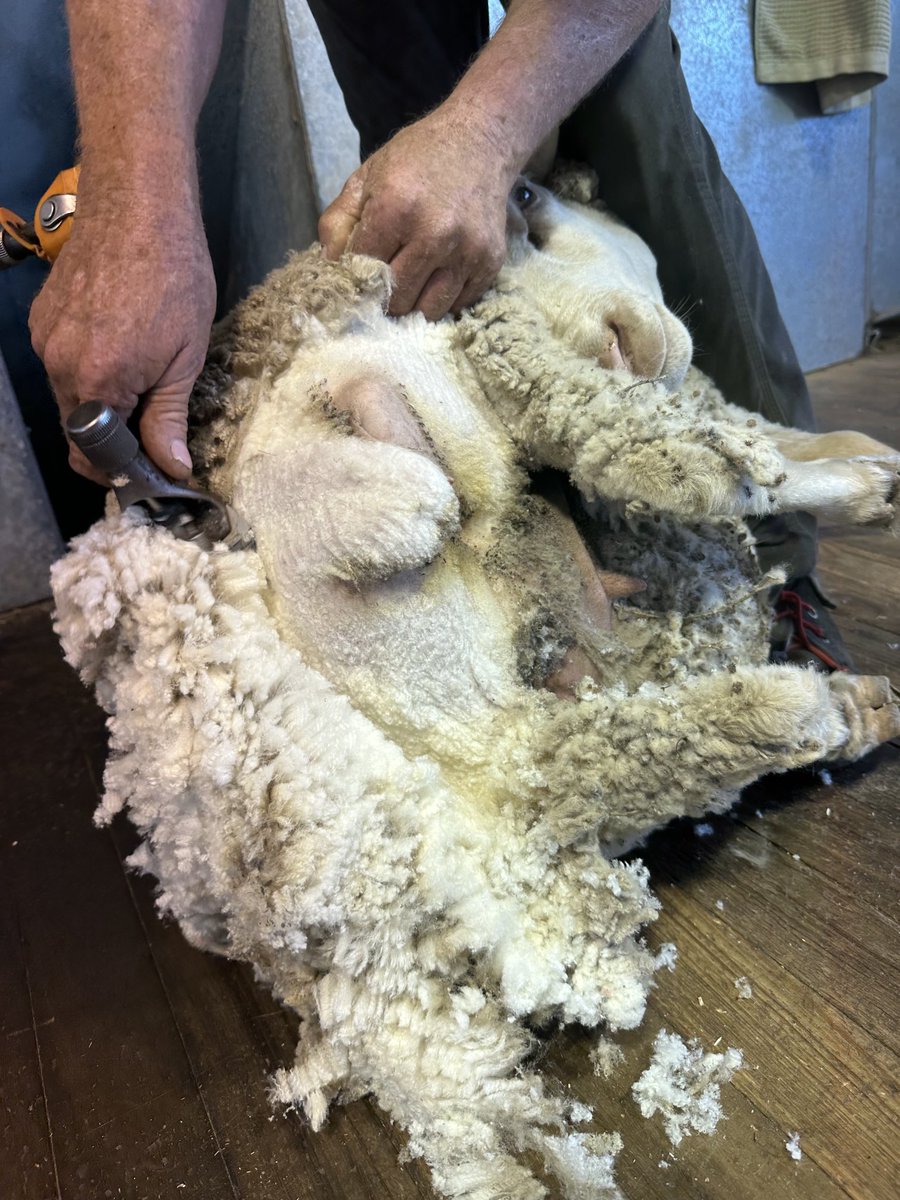 Jenny Bradley tweet media