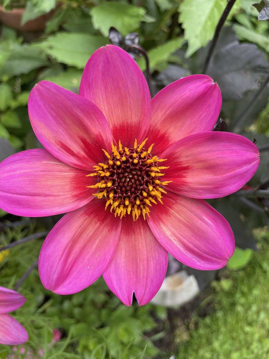 #MagentaMonday #DahliaLove Morning on another damp & windy start to the day, hopefully dry much more later. Here’s one of my favourite Dahlia’s from 2 years ago, unfortunately I lost this one, never appeared last year 😏 always loved this one. Have a great day all & stay safe🩷😍