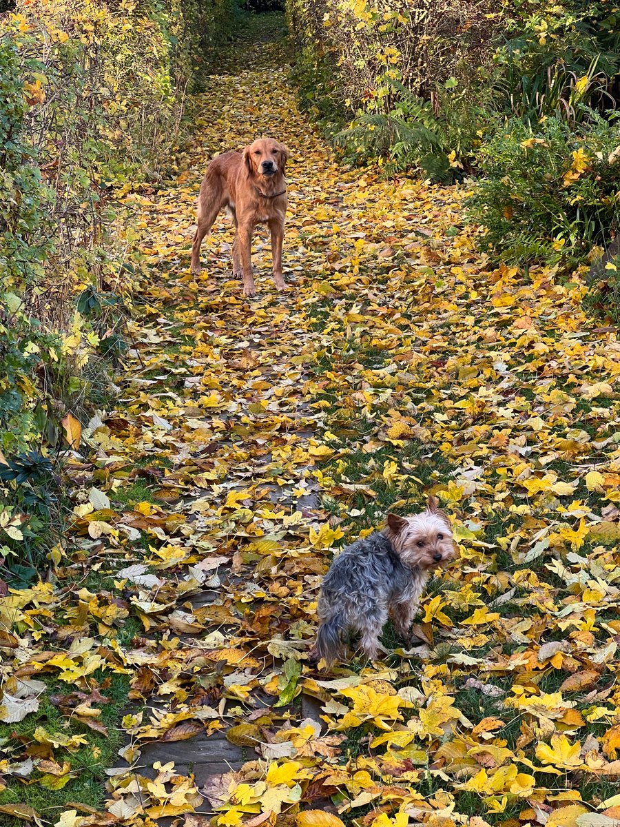 The leaves have come streaming down overnight and are now rattling and skidding through the garden