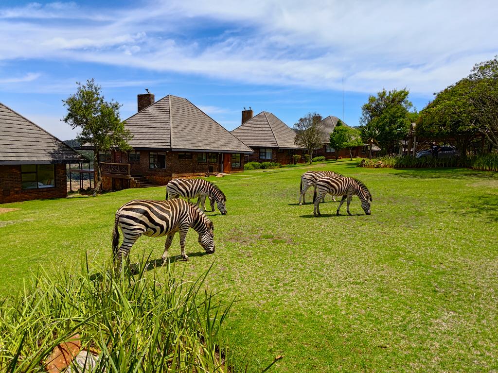 Out of #Ireland for a few weeks of winter sunshine, not to mention epic #wildlife watching. #iwontour in #SouthAfrica, and it's been incredible so far. Let's kick off with a few Plains Zebra grazing around our accommodation at Crystal Springs Mountain Lodge, Mpumalanga.