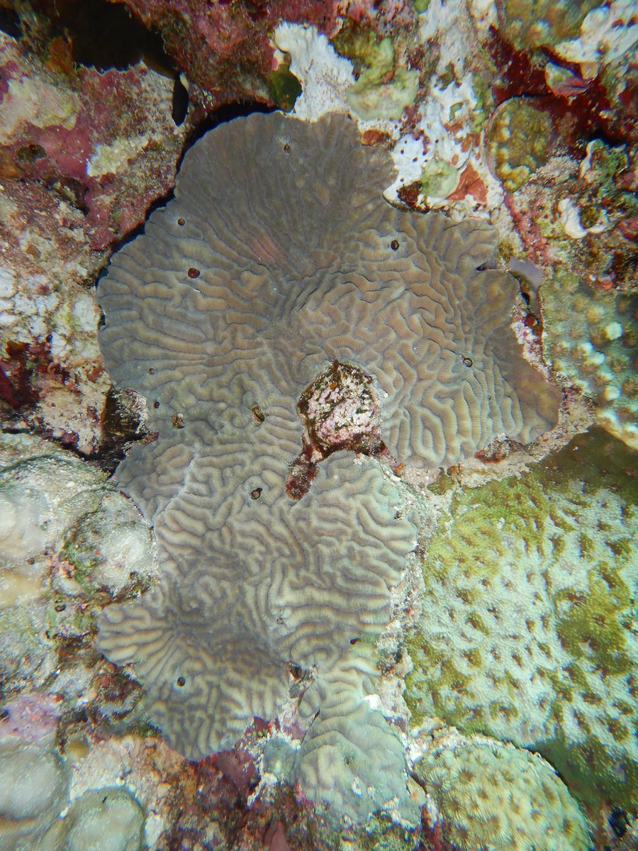 ICMERS just started at KAUST! I‘ll be talking tomorrow about the unexpectedly dynamic gall crab communities here in the Red Sea. Come over at 10 am in B20 to learn whats happening on this special coral! <a href="/KaustResearch/">KAUST Research</a> <a href="/HabbLab/">HaBB Lab</a>