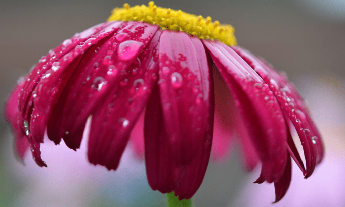 Vercon-Player tweet media